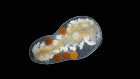 A worm from the family Typhloplanidae under a microscope, Order Rhabdocoela Stock Footage 196168018