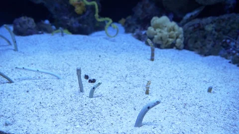 Worm Fish, Sea Snakes Go In And Out Of The Sand 4k Stock Footage 101421435