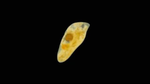 Worm flatworm Graffiellus croceus under a microscope, Polycystididae family Stock Footage 230007712