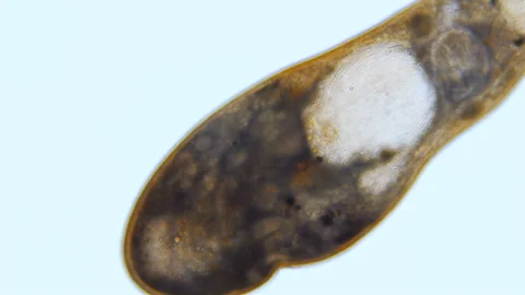 Worm flatworm Graffiellus croceus under a microscope, Polycystididae Stock Footage 288884017