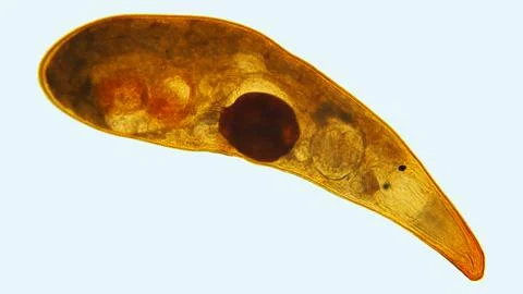Worm flatworm Graffiellus croceus under a microscope, Polycystididae family.. Fotos Stock