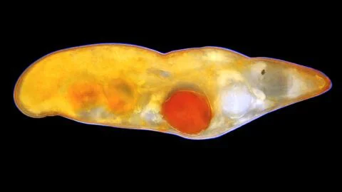 Worm flatworm Graffiellus croceus under a microscope, Polycystididae family.. Fotos Stock