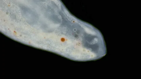 Worm flatworm Kalyptorhynchia under a microscope, Reinhardorhynchus scoticus Stock Footage 237362350