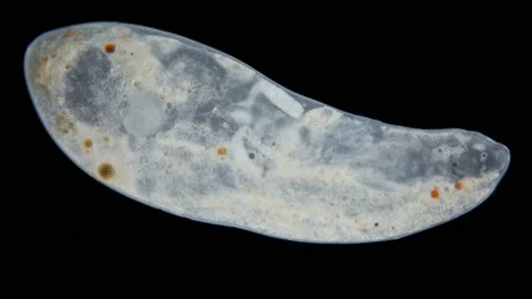Worm flatworm Kalyptorhynchia under a microscope, Reinhardorhynchus scoticus Stock Footage 237362370