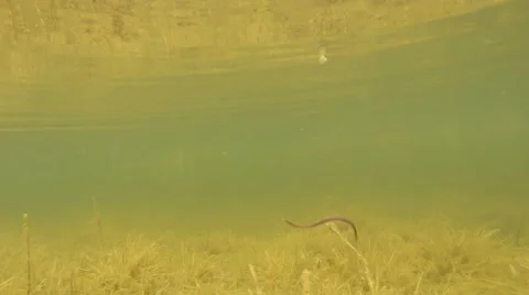 The Worm Floating in the Swamp Water Beside it Bottom Stock Footage 60560737