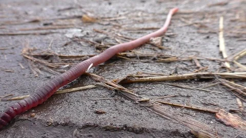 Worm Stock Footage 81724082