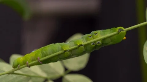 Worm 스톡 동영상 93813748