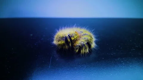 Worm Vidéo 136335475