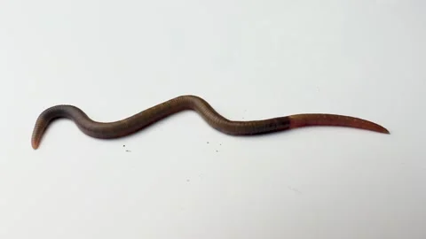 Worm Stock Footage 197048076