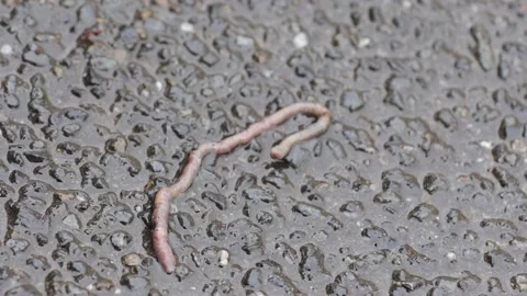 Worm Stock Footage 237138511