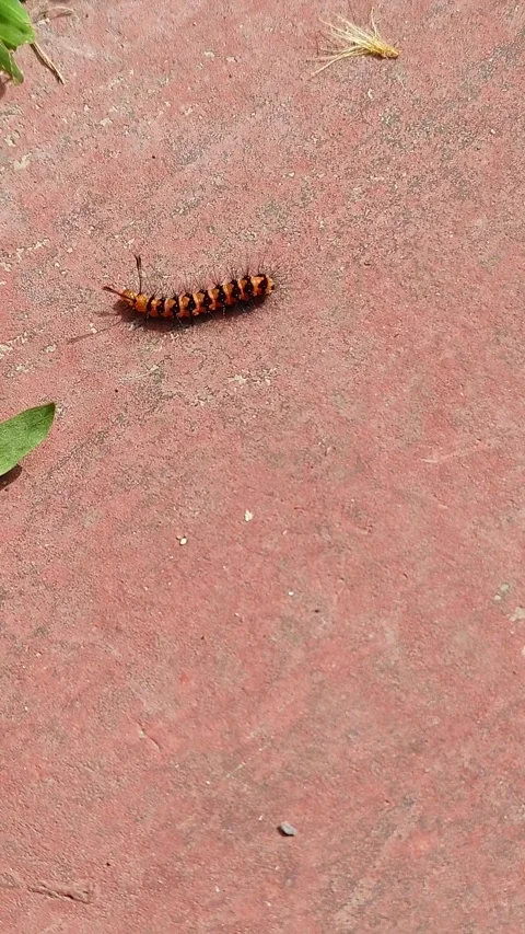 Worm 库存影片 263971836