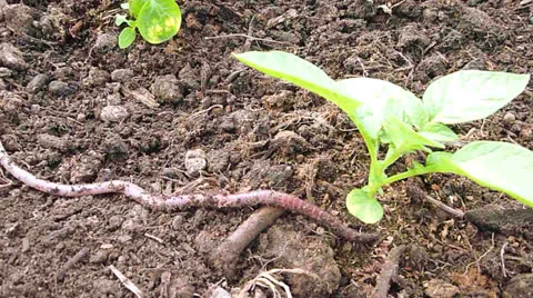 Worm in Garden Stock Footage 23232366