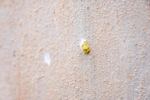 Worm getting out of yellow egg Stock Photos