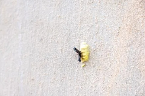 Worm getting out of yellow egg Stock Photos