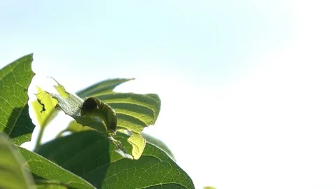 Worm on green leaf in the wind Stock Footage 91314616