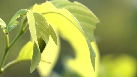 Worm on green leaves that swayed in the wind Stock Footage 90803669