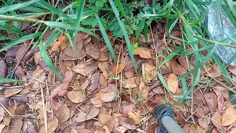 Worm on the ground between grass Stock Footage 211247935