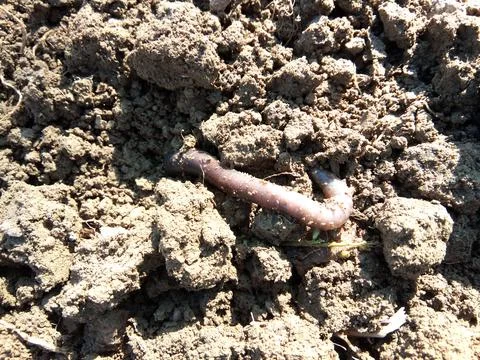 A worm on the ground Stock Photos