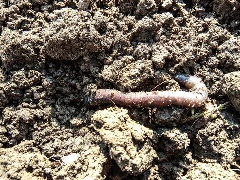 A worm on the ground Photos