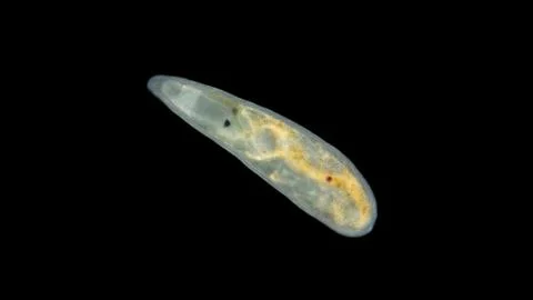 Worm Gyratrix sp. under a microscope, Polycystididae family, Turbellaria clas Fotos Stock
