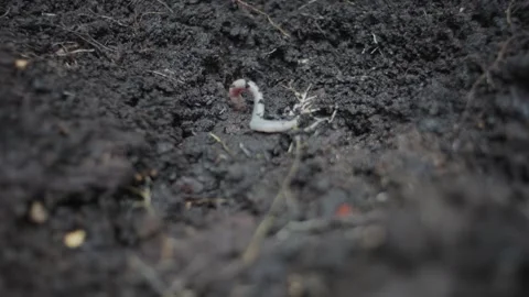 Worm hiding 4k Stock Footage 241798252