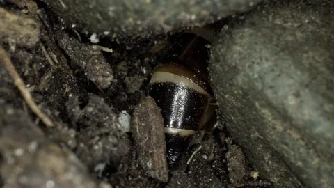 Worm Hiding Under Dirt and Rock Stock Footage 130226152
