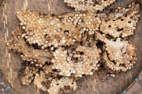 Worm in hole Stock Photos