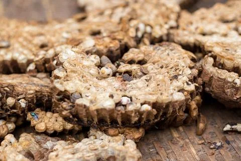 Worm in hole Stock Photos