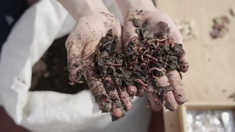 Worm humus in the hands of a farmer 스톡 동영상 159458202