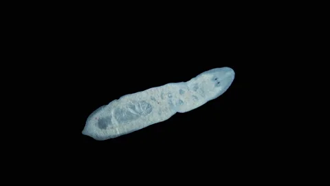 Worm Infraorder Maricola under a microscope, order Tricladida. Stock Footage 237363350