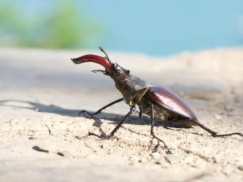 Worm, insect (Lucanus cervus) macro photo, nature wildlife Stock Photos