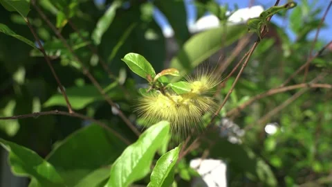 Worm insect in the wild green tree Stock Footage 143843026