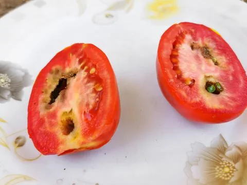 Worm inside a red tomato kept on white background Stock Photos