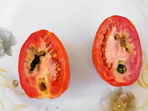 Worm inside a red tomato kept on white background Stock Photos