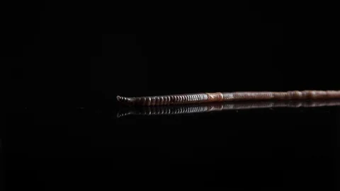 Worm isolated on black background Stock Footage 130009103