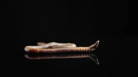 Worm isolated on black background Stock Footage 130009120