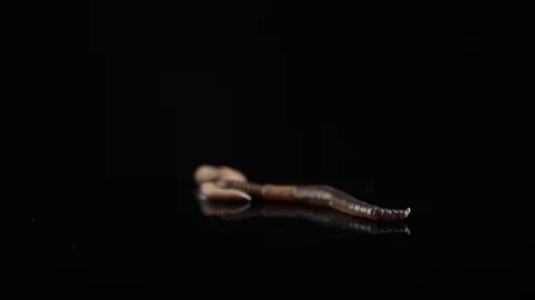 Worm isolated on black background Stock Footage 130009136