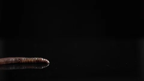 Worm isolated on black background Stock Footage 130009147