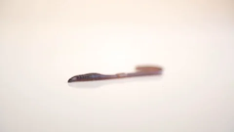 Worm isolated on white background Stock Footage 130009073