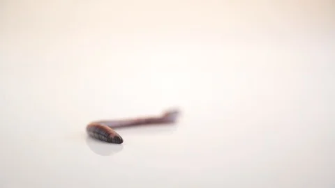 Worm isolated on white background Stock Footage 130009091