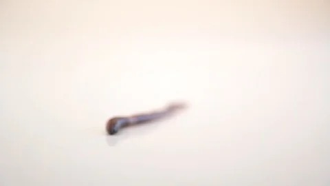 Worm isolated on white background Stock Footage 130009096