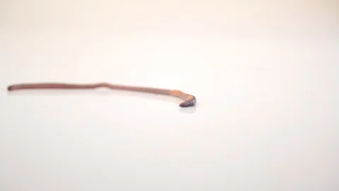 Worm isolated on white background Stock Footage 130009105