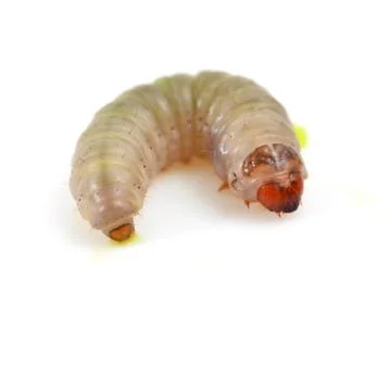 Worm isolated on white Stock Photos