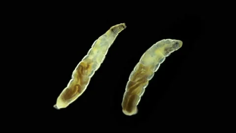Worm-like larva of a fly (midge) insect of the order Diptera under a microscope Stock Footage 155146352