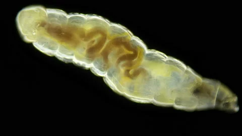 Worm-like larva of a fly (midge) insect of the order Diptera under a microscope Stock Footage 155157748