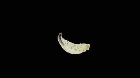 Worm-like larva of a fly (midge) insect of the order Diptera under a microscope Stock Footage 158601679