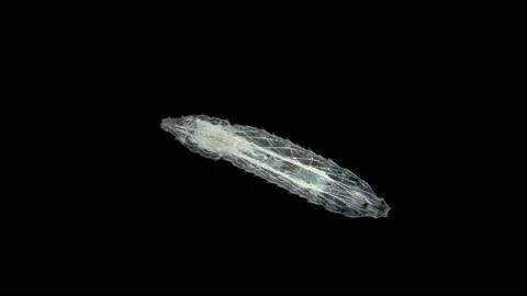 Worm-like larva of a fly midge insect of the order Diptera under a microscope Stock Footage 158602535
