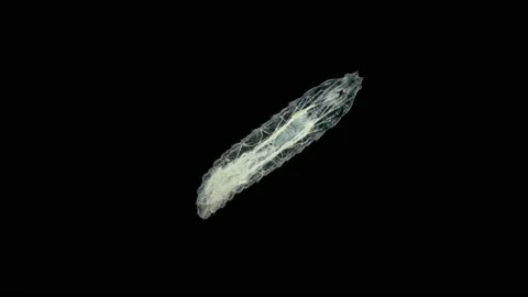 Worm-like larva of a fly midge insect of the order Diptera under a microscope Stock Footage 158621714