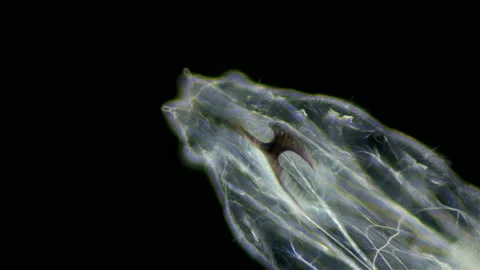 Worm-like larva of a fly midge insect of the order Diptera under a microscope Stock Footage 160469639