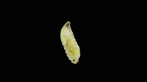 Worm-like larva of fruit fly insect Drosophila melanogaster under a microscope Stock Footage 155108756